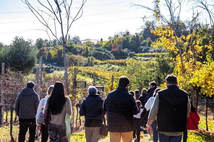 Degustazione Olio Extravergine del Garda: Tour Panoramico ed Esperienza Sensoriale 12 Degustazione Olio Extravergine del Garda: Tour Panoramico ed Esperienza Sensoriale 12